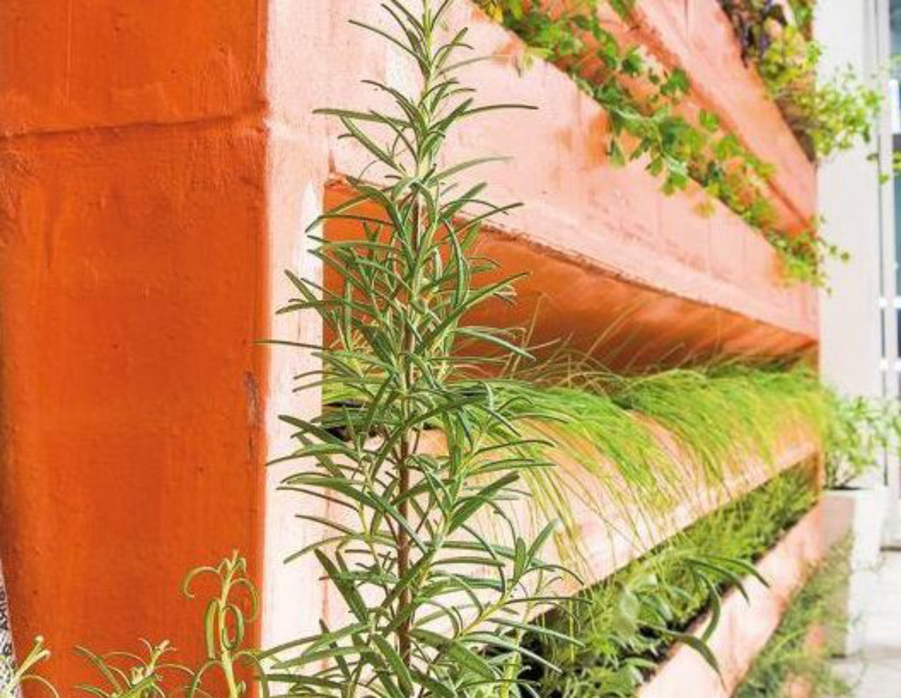 A floreira vertical feita em cerâmica foi adaptada para receber uma horta e conta com sistema de irrigação automático. Foto: Fred Kendi / Gazeta do Povo