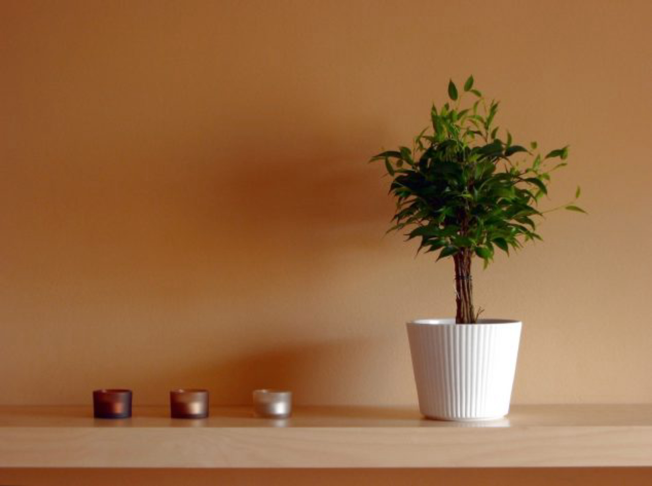 Plantas de pequeno porte em estantes é uma boa dica para compor a decoração. Crédito: Freeimages. 