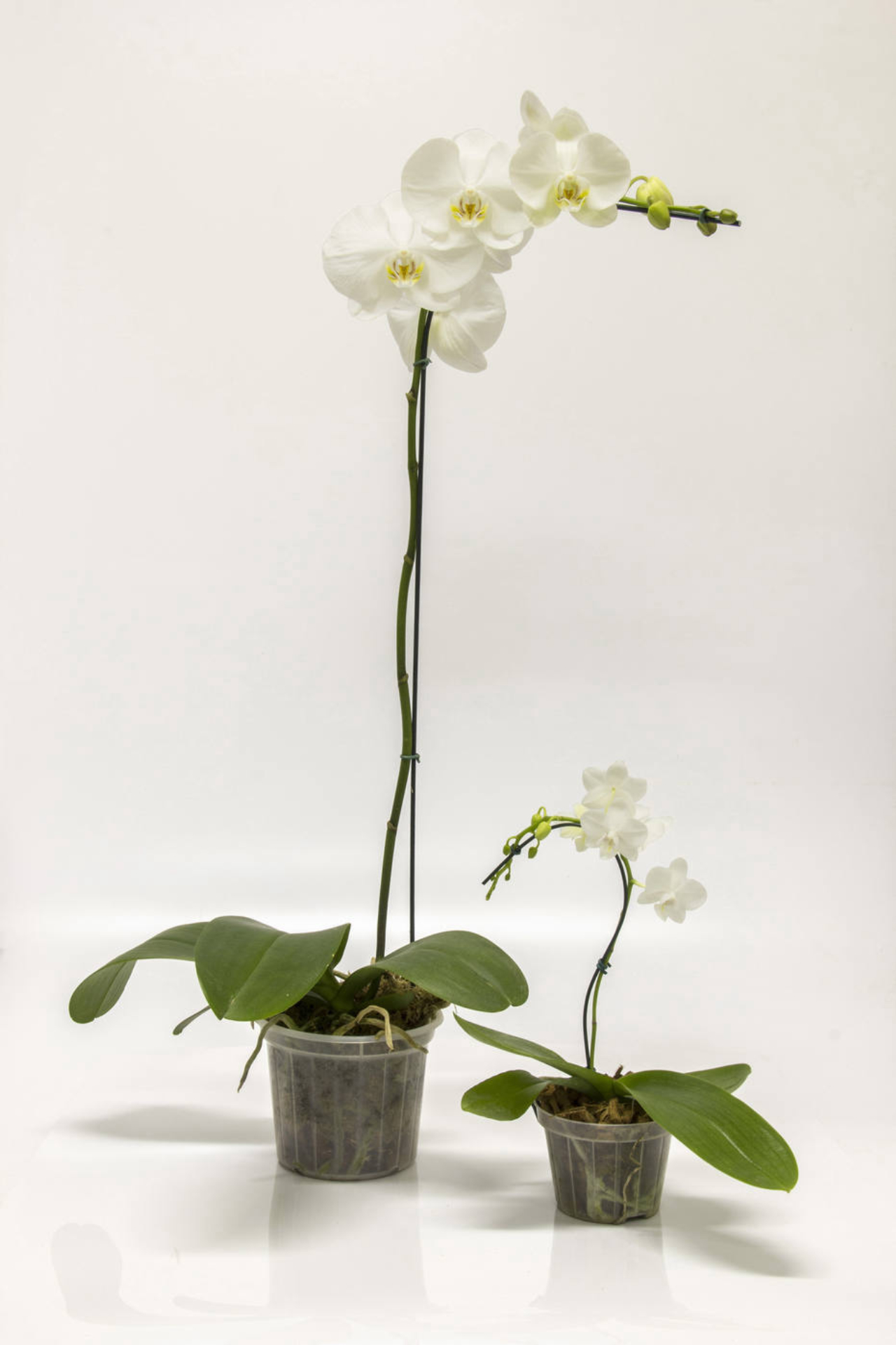 Orquídeas brancas em duas versões: a normal com haste entre 60 e 70 centímetros e a míni, com apenas 20 centímetros de altura.<br>Foto: Zeca Wittner / Agência Estado 