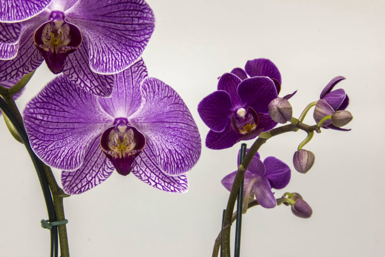 Em seu tamanho normal as flores têm 13 cm de diâmetro. As miniaturas têm apenas 3 cm.<br>Foto: Zeca Wittner / Agência Estado 