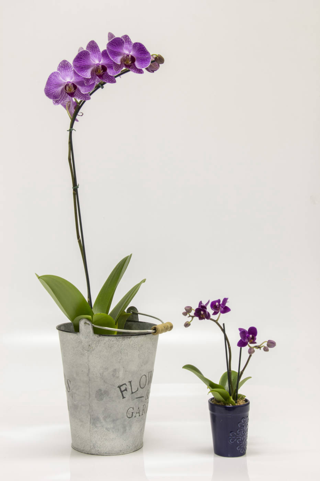 As versões normal e mini da Phalaenopsis roxa. Os cuidados e o ciclo de vida são os mesmos.<br>Foto: Zeca Wittner / Agência Estado 