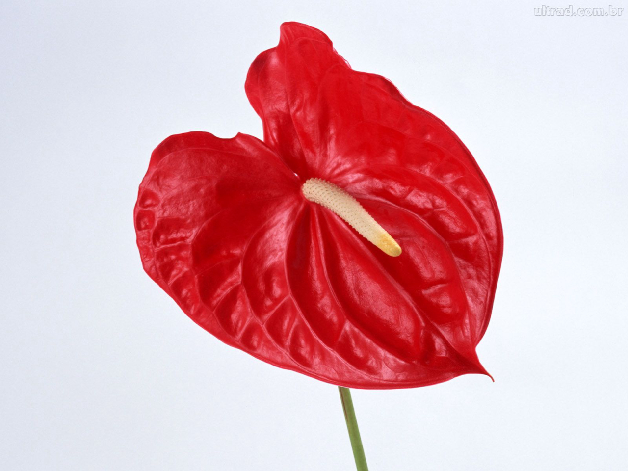 Foto: Freeimages.