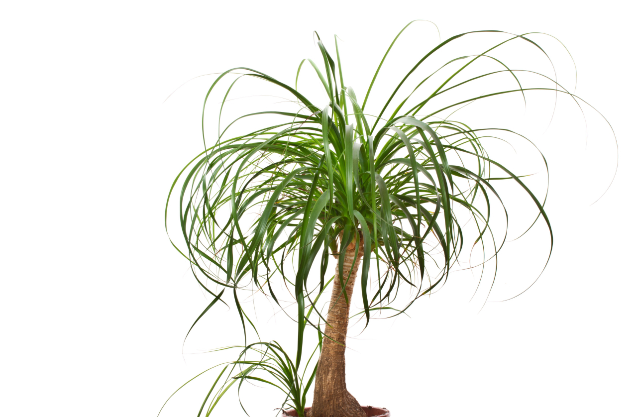 Foto: Bigstock