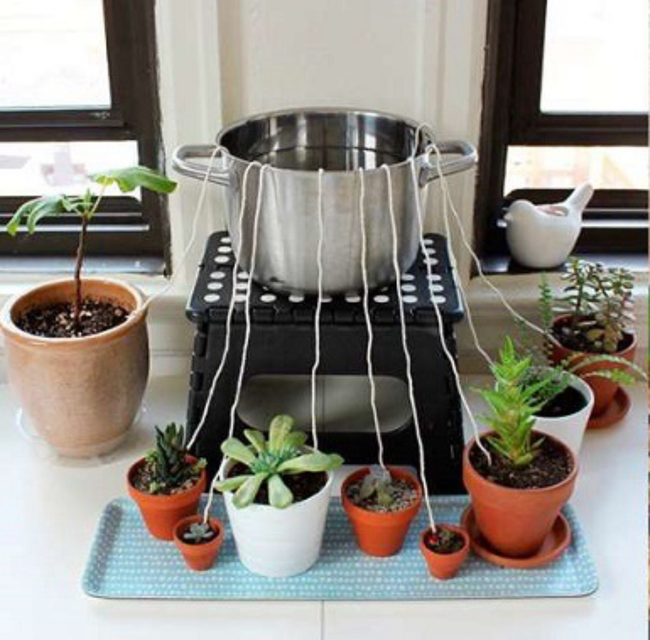 Sistema de rega por capilaridade é uma boa alternativa para vasos pequenos.<br>Foto: Cura pela Natureza.