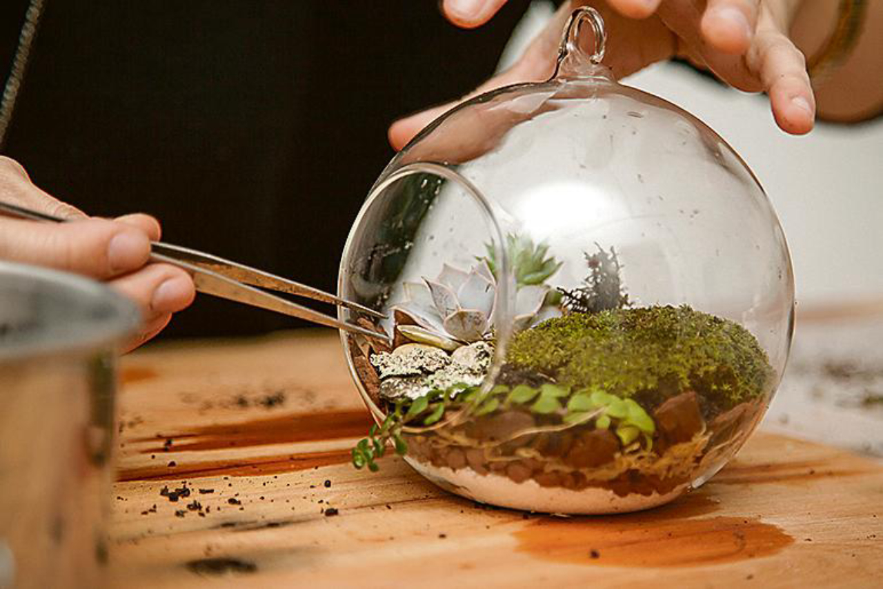 Aprenda a fazer um terrário para decorar qualquer parte da casa ou do escritório. Foto: Fernando Zequinão / Gazeta do Povo.