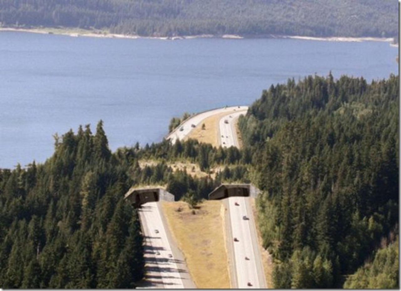 Cruzando rodovia em Washington, nos Estados Unidos. Foto: © WSDOT