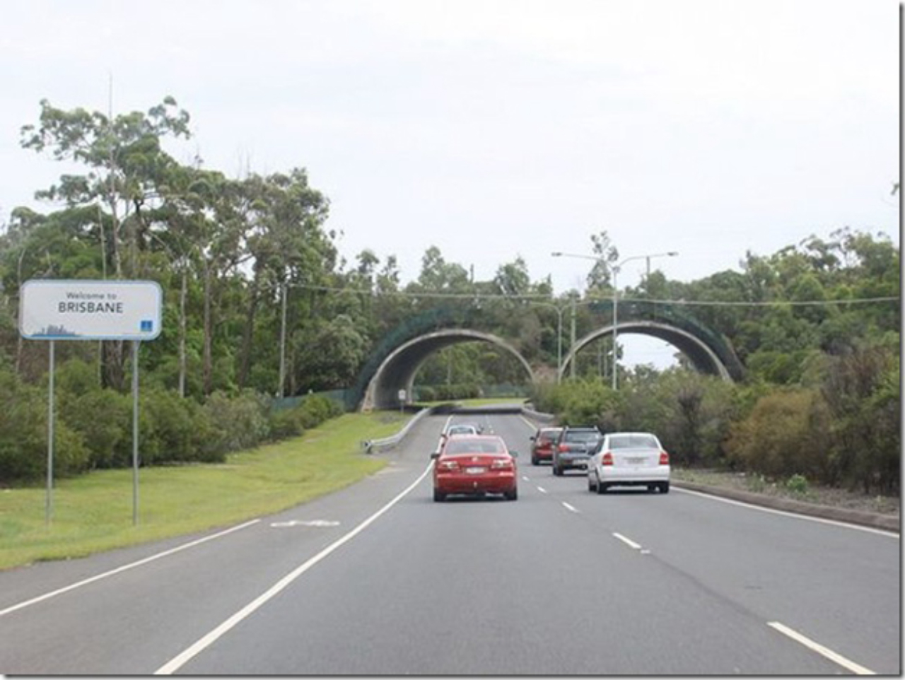Ponte viva em Queensland, na Austrália. Foto: © desconhecido