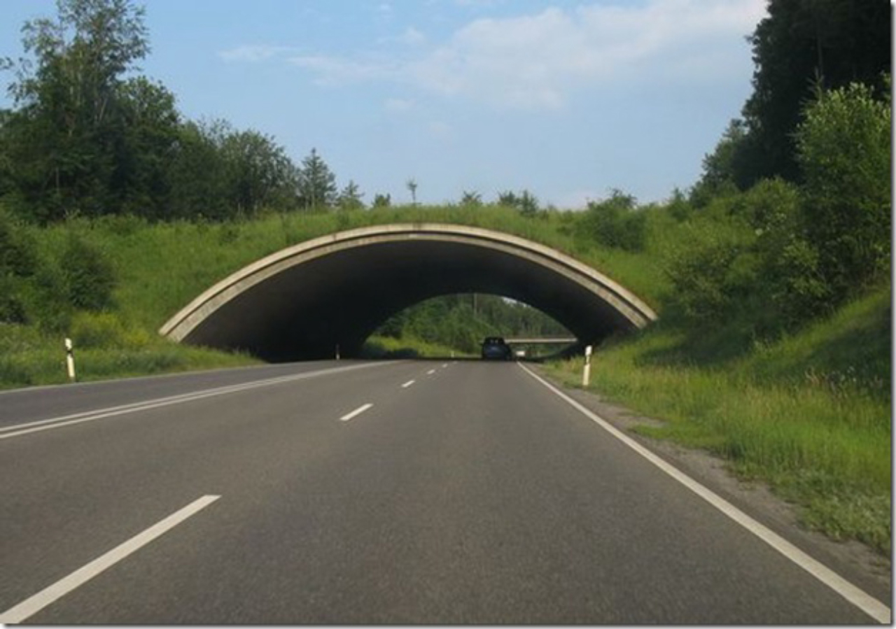 Ecoduto em na Highway 464, na Alemanha. Foto: © Klaus Foehl