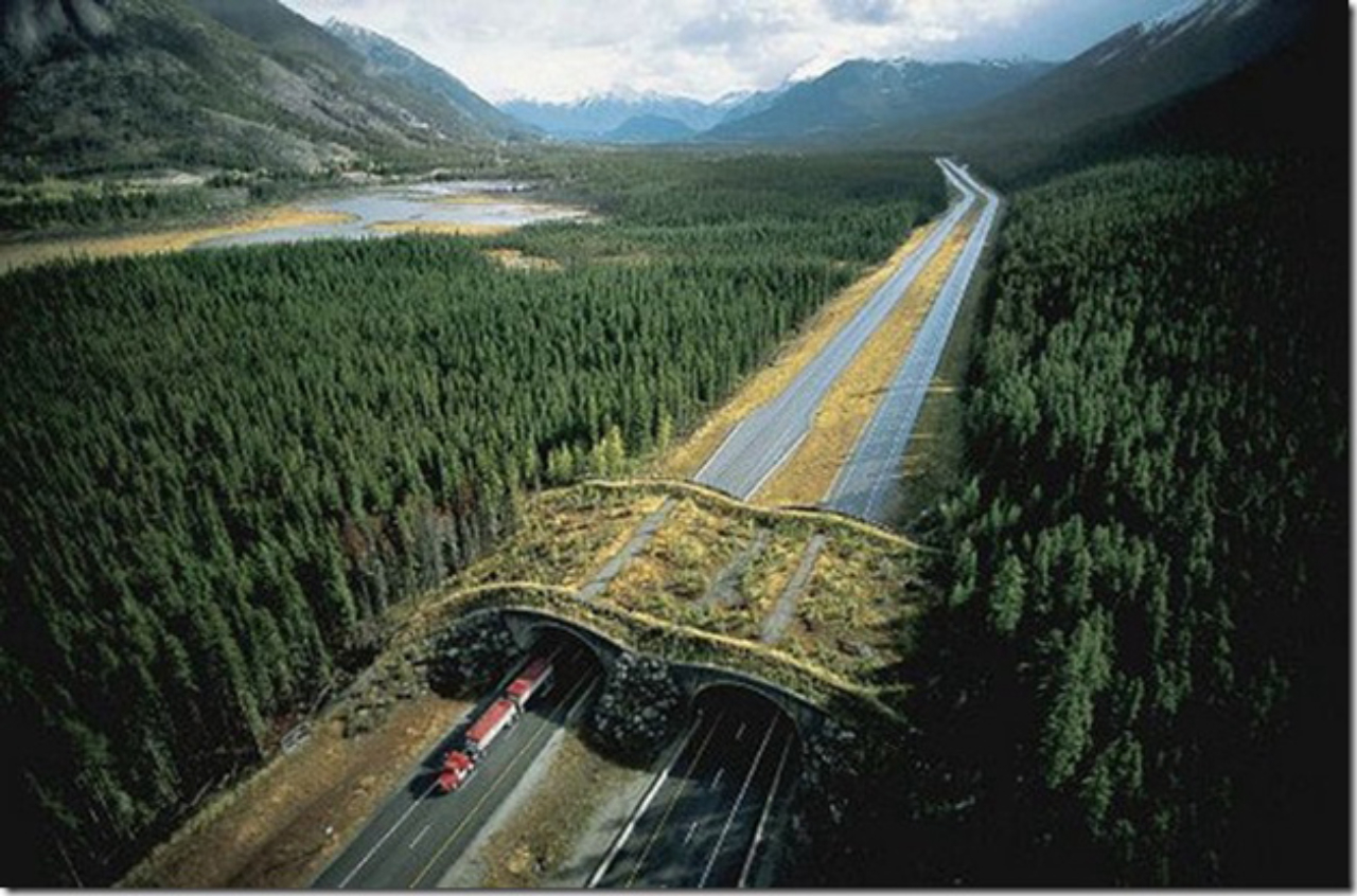 Ecoduto no Banff National Park, no Canadá. Foto: @ Joel Sartore