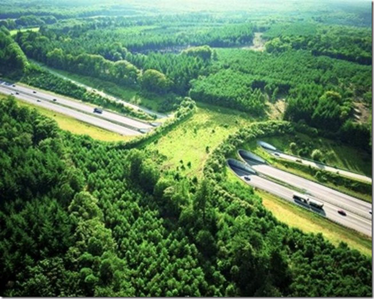 Passarela viva na Highway A50, na Holanda. Foto: © Wikimedia