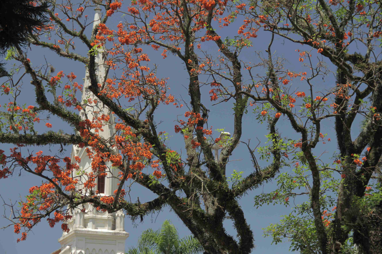 Corticeira, árvore de Curitiba presente no filme Árvores de Curitiba. Foto: Divulgação
