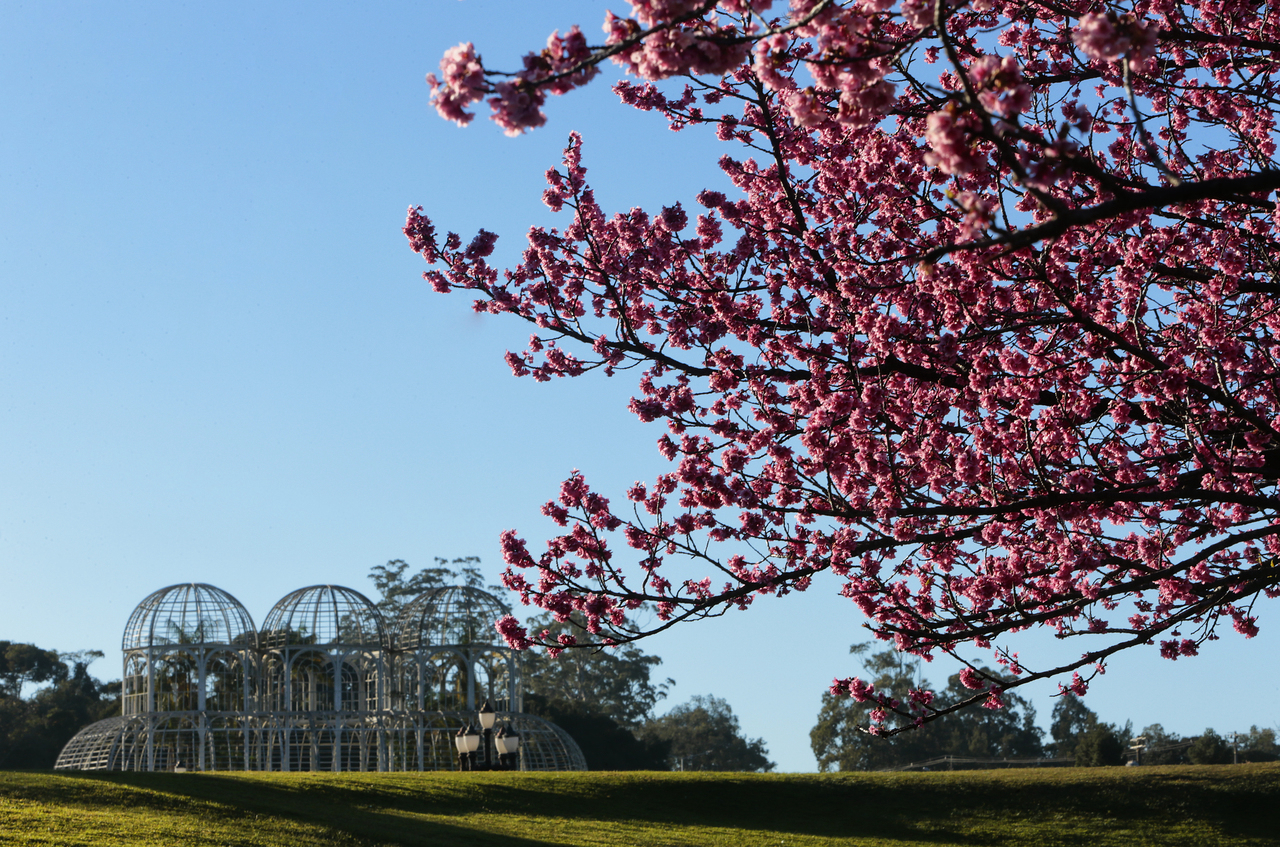 Com a chegada do inverno, cerejeiras do Jardim Botânico voltam a ficar floridas. Foto: Aniele Nascimento / Gazeta do Povo