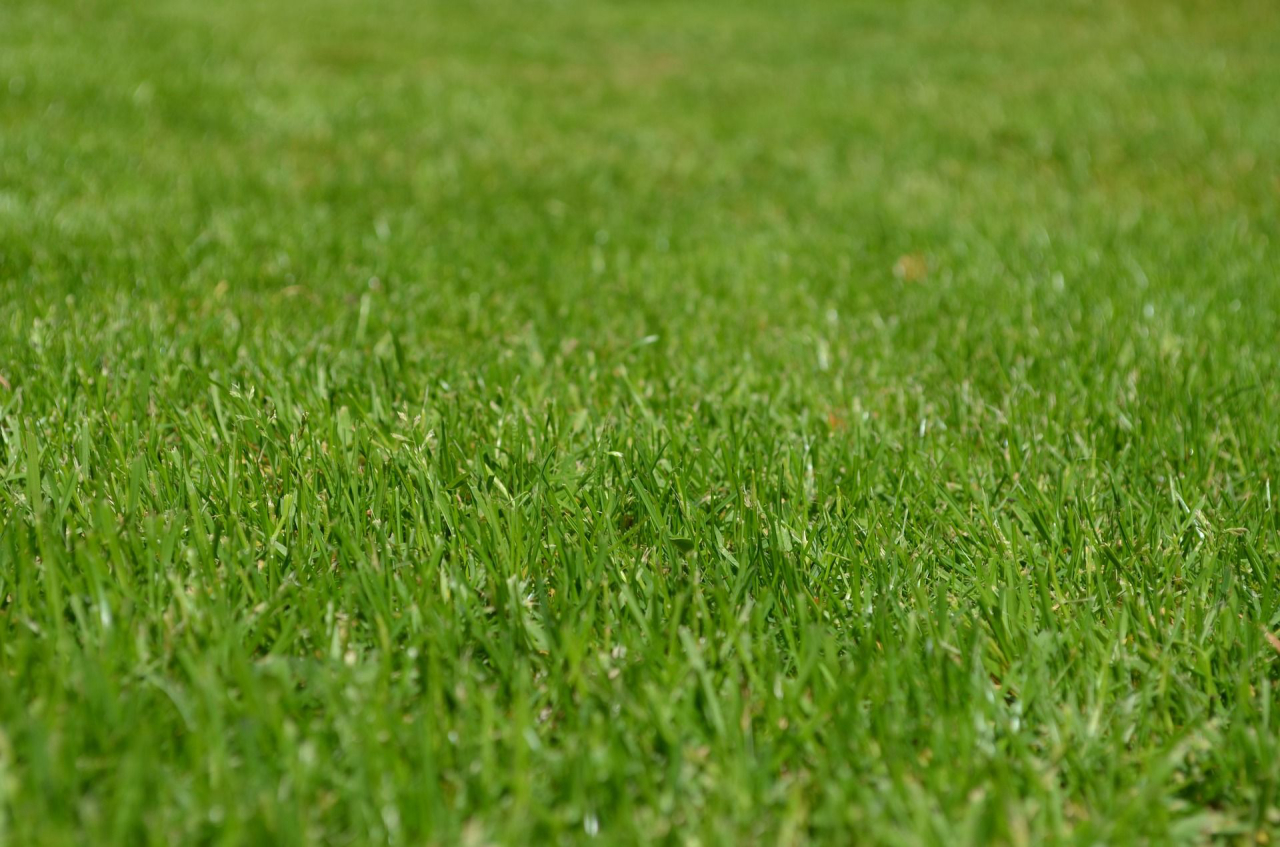 Para manter a grama verdinha mesmo no inverno fuja da armadilha de colocar terra preta para protegê-la.<br>Foto: Pixabay 