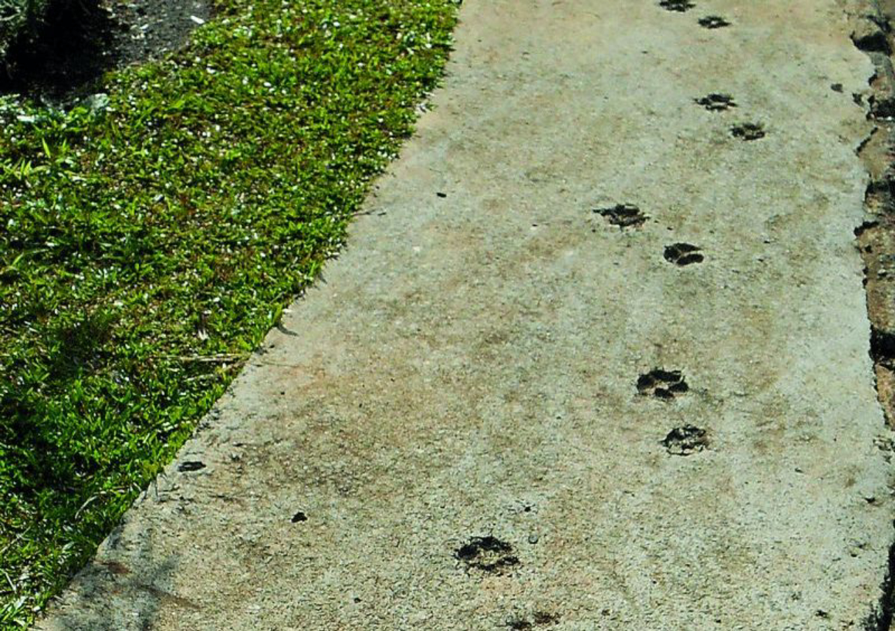 Calçadas marcadas mostram a subversão dos bichos, que, de alguma forma, demonstram sua presença. Foto: Marialba Gaspar Imaguire/Acervo 
