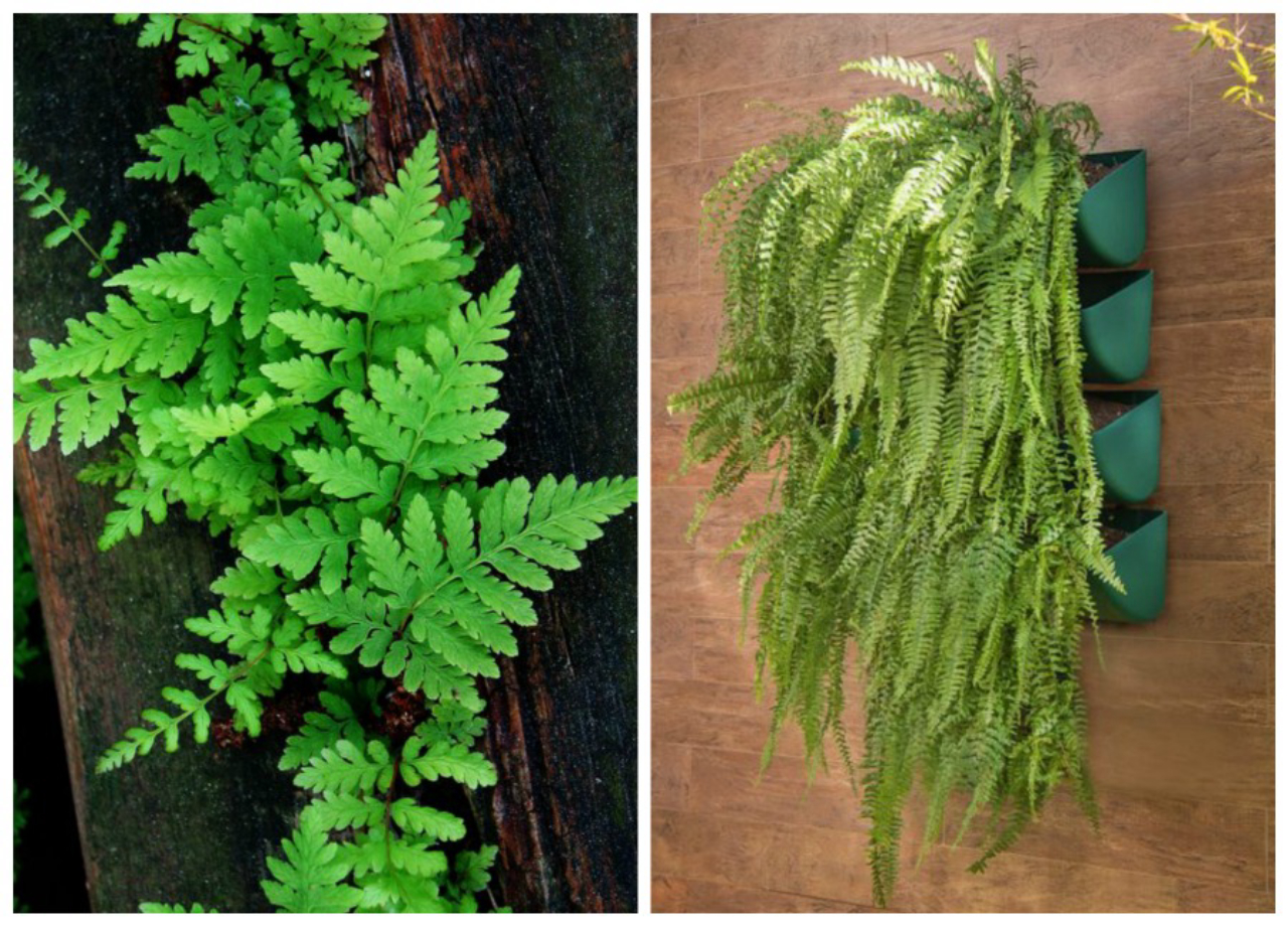 As diversas espécies de samambaias são ótimas para paredes verdes que ficam na sombra. Fotos: Pinterest