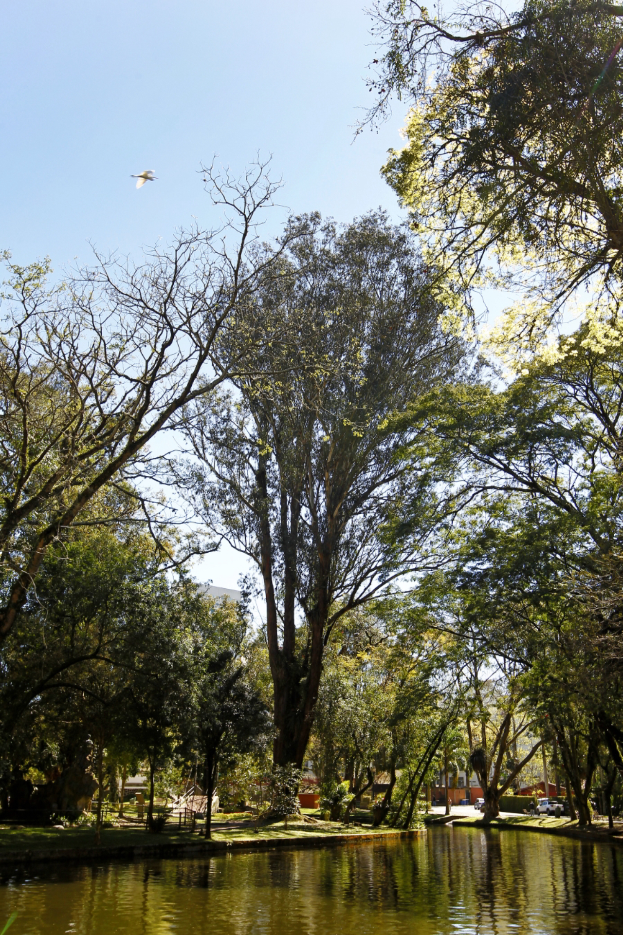 Duas das árvores mais altas de Curitiba, os eucaliptos se encontram no Passeio Público. Foto: Antônio More/Gazeta do Povo