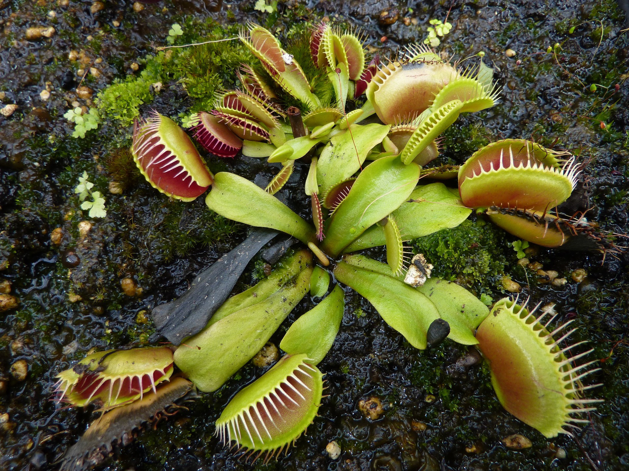 Plantas carnívoras são de fácil cultivo e não oferecem risco.<br>Foto: Pixabay