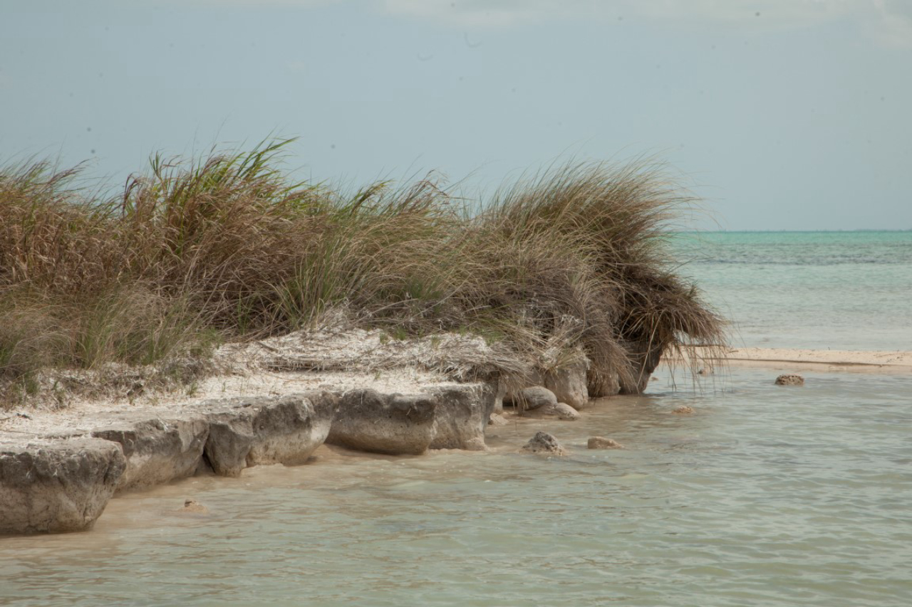 Signs of erosion on the coastward side of  Blackadore Caye, an island off Belize recently purchased by Leonardo DiCaprio, March 27, 2015. DiCaprio aims to open an eco-conscious resort here while also setting right the erosion, deforestation and overfishing the 104-acre island has endured. (Benedict Kim/The New York Times)