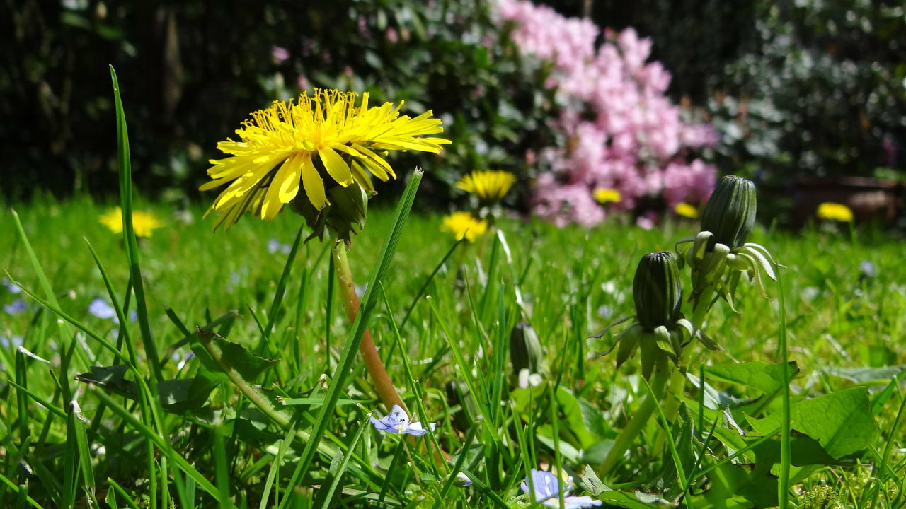 Manter um jardim bem cuidado evita proliferação de insetos e chama a atenção pela beleza (Foto: Pixabay)
