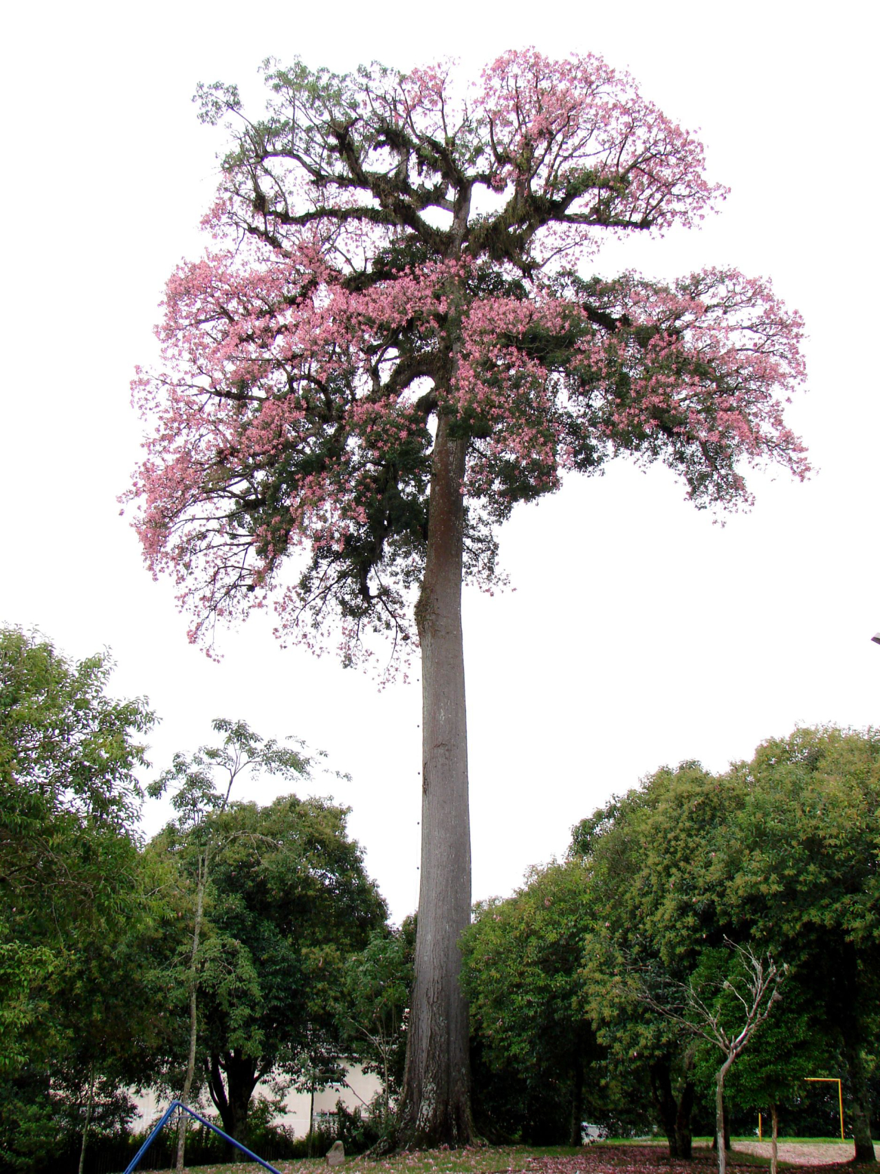 A árvore em um momento de esplendor, com o auge da florada.<br>Foto Sacha Lubow / Secretaria Municipal de Meio Ambiente / Divulgação