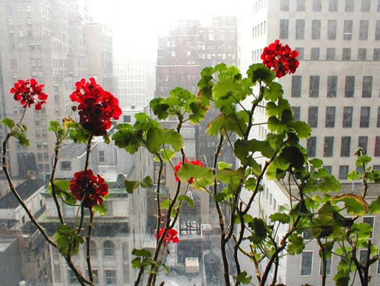 Flores colorem a vista do apartamento. Crédito: Free Images