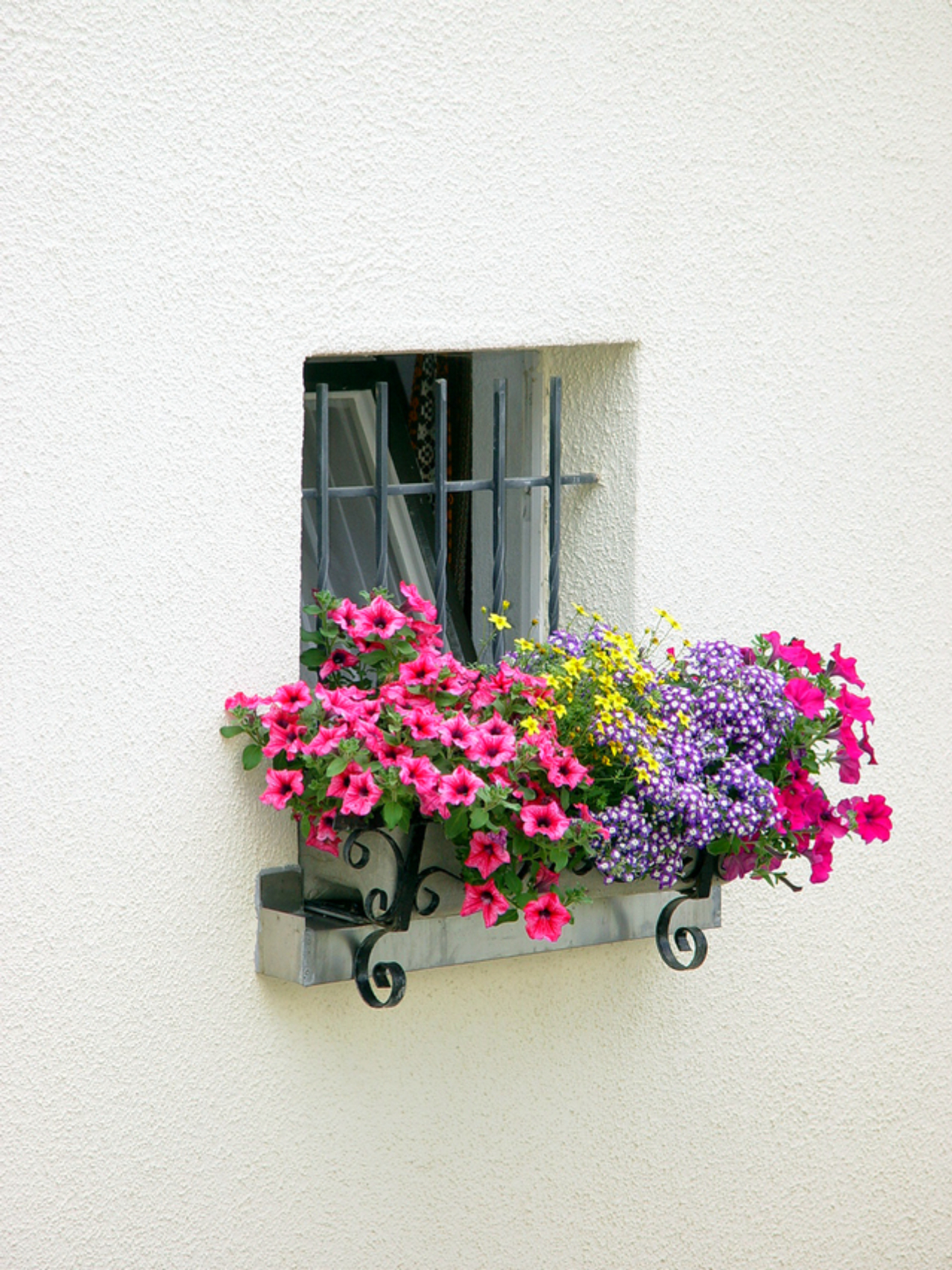 Espécies que dão um colorido especial são ideais para a janela.<br>Foto: Freeimages  