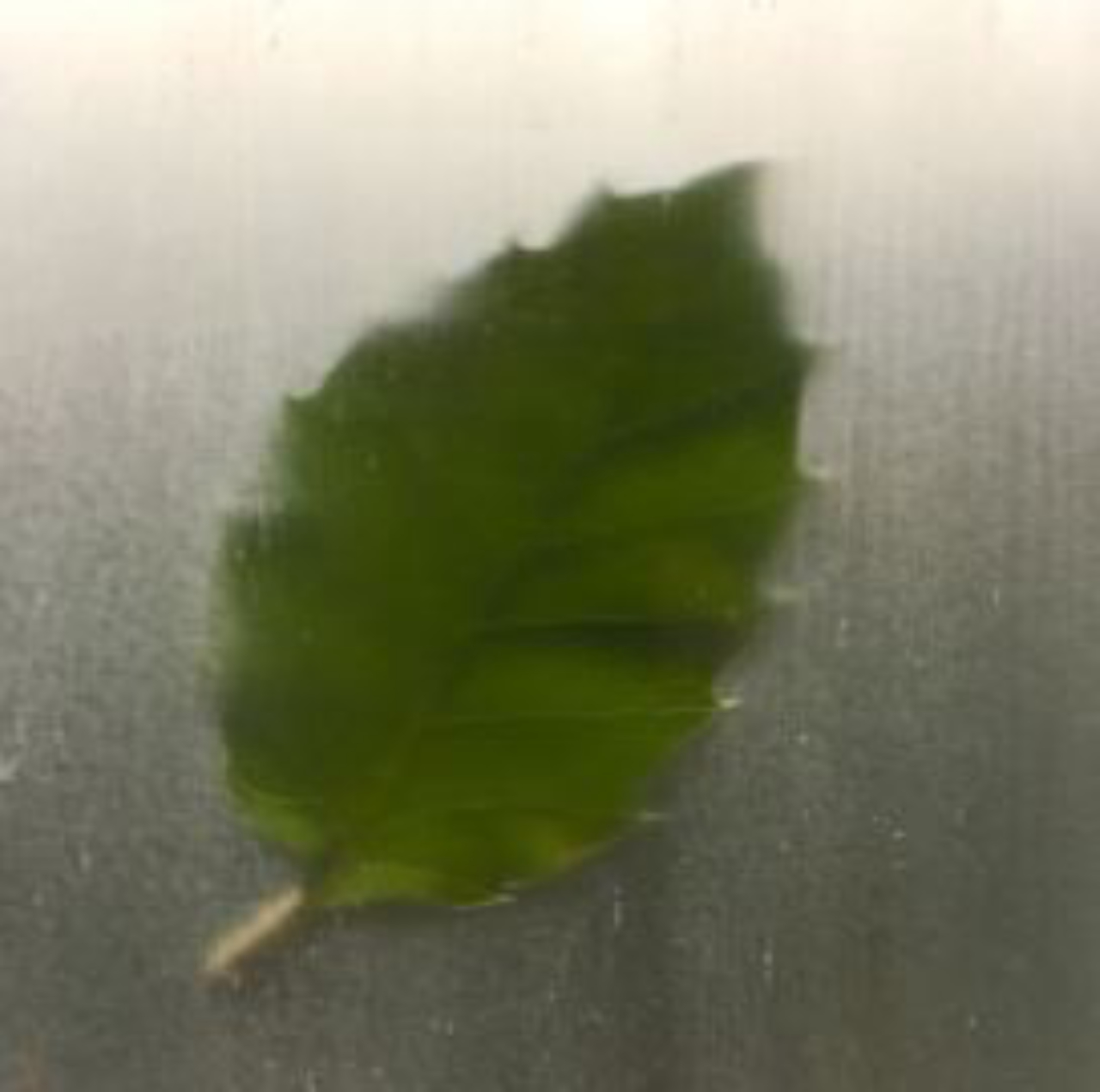Folha de madeira transparente. Foto: Dilvulgação