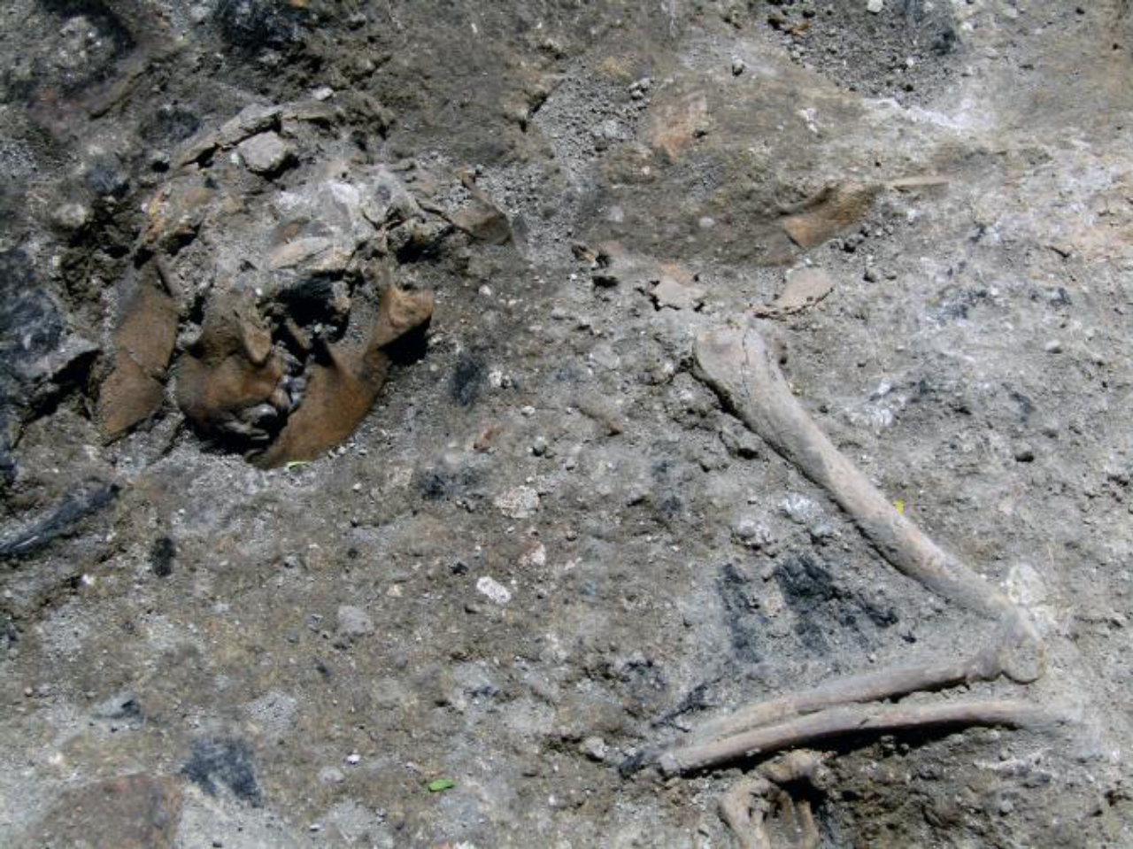 Nos ambientes foi encontrado o esqueleto de um cão que provavelmente ficou preso no incêndio. Foto: Reprodução