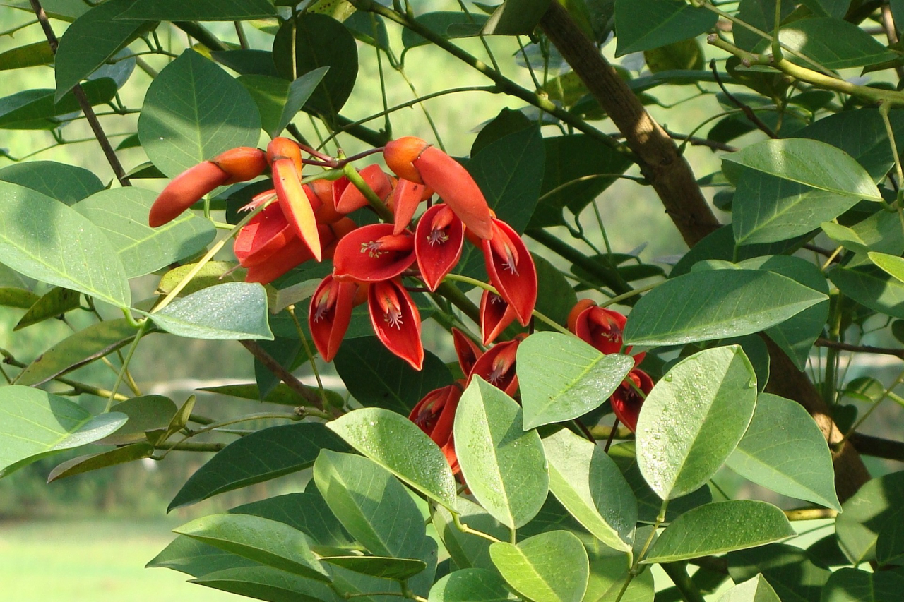As corticeiras florescem apenas uma vez por ano e são encontradas no Parque Barigui. Foto: Sarangib/Pixabay