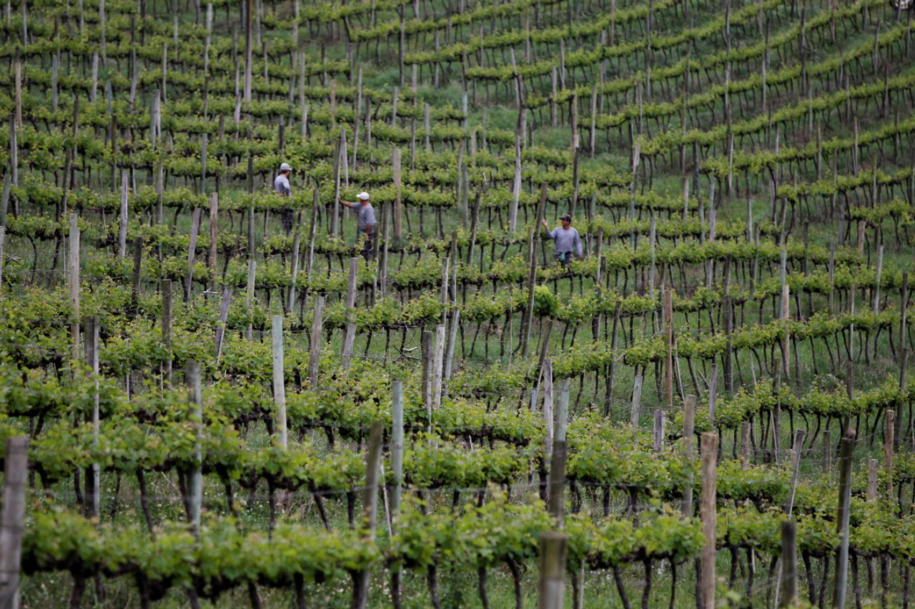 Agricultura Familiar /Regiao de  Bento Gonsalves   / Uva / Parreira /