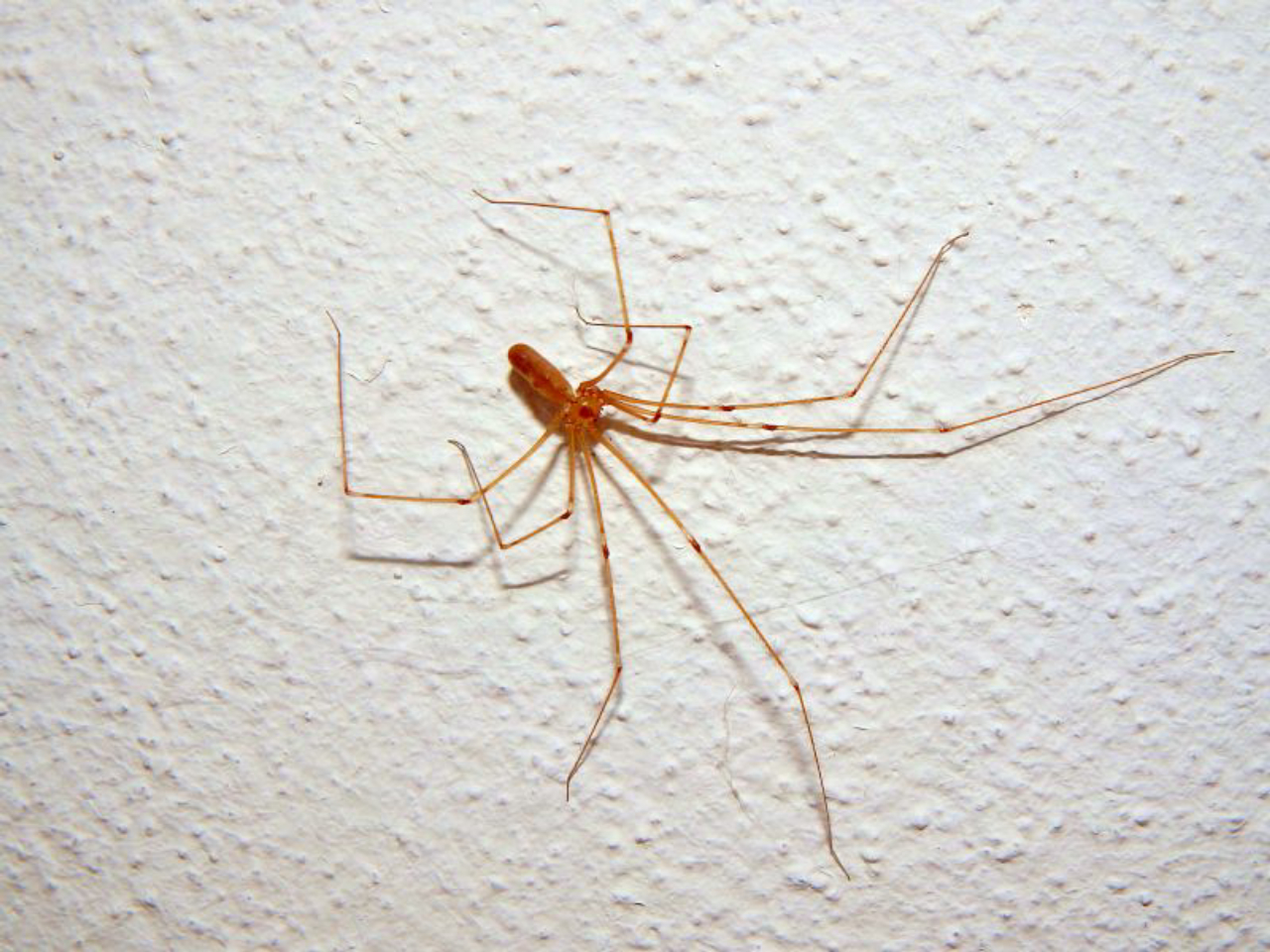 Aranhas, ácaros e até baratas também são xxxx pela tinta. Foto: Bigstock 