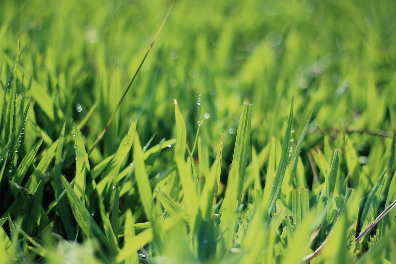 Excesso de chuva encharca o solo do jardim e pode prejudicar as plantas.<br>Foto: Pixabay 