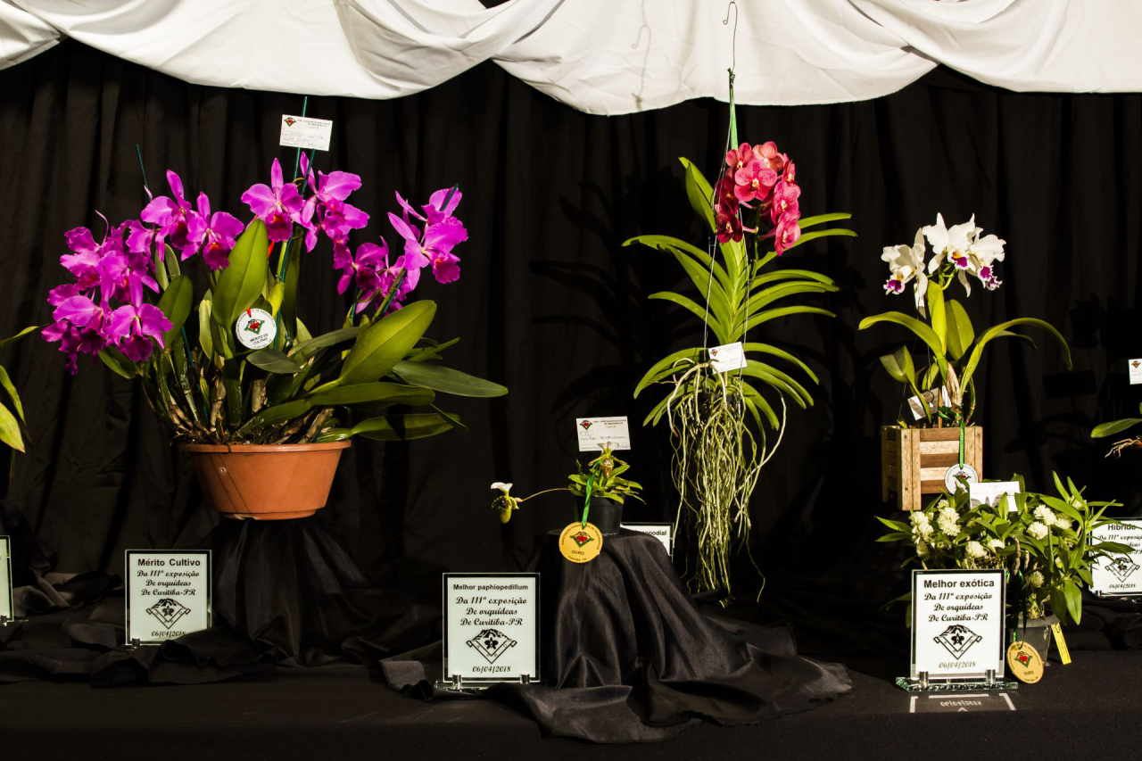 Seu João foi premiado na categoria "Mérito Cultivo" na 111ª Exposição de Orquídeas de Curitiba, com um vaso da espécie Cattleya labiata (à esquerda). Foto: Ana Gabriella Amorin/Gazeta do Povo