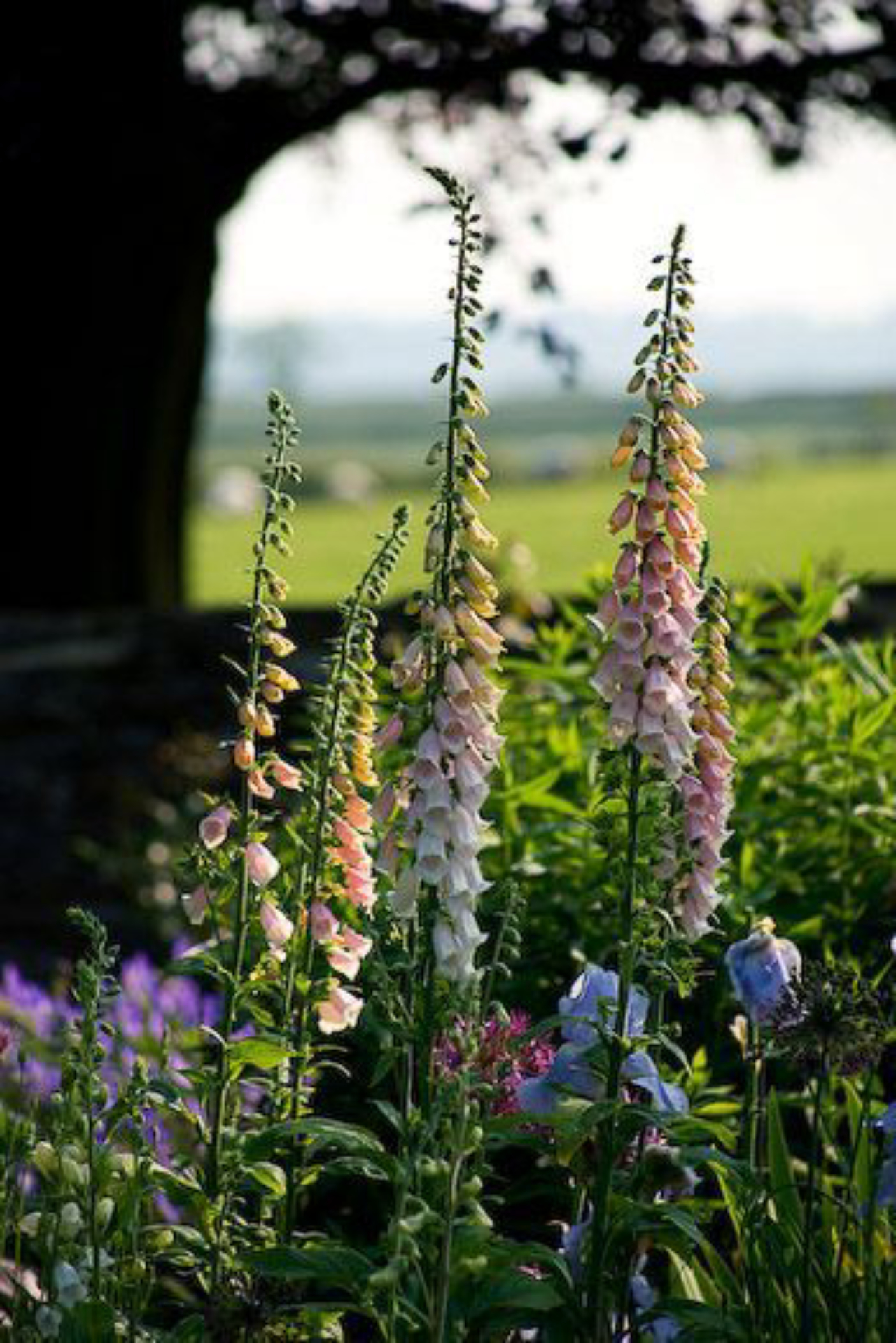 Dedaleiras são plantas comuns nos jardins reais da Inglaterra. Foto: Reprodução/Pinterest