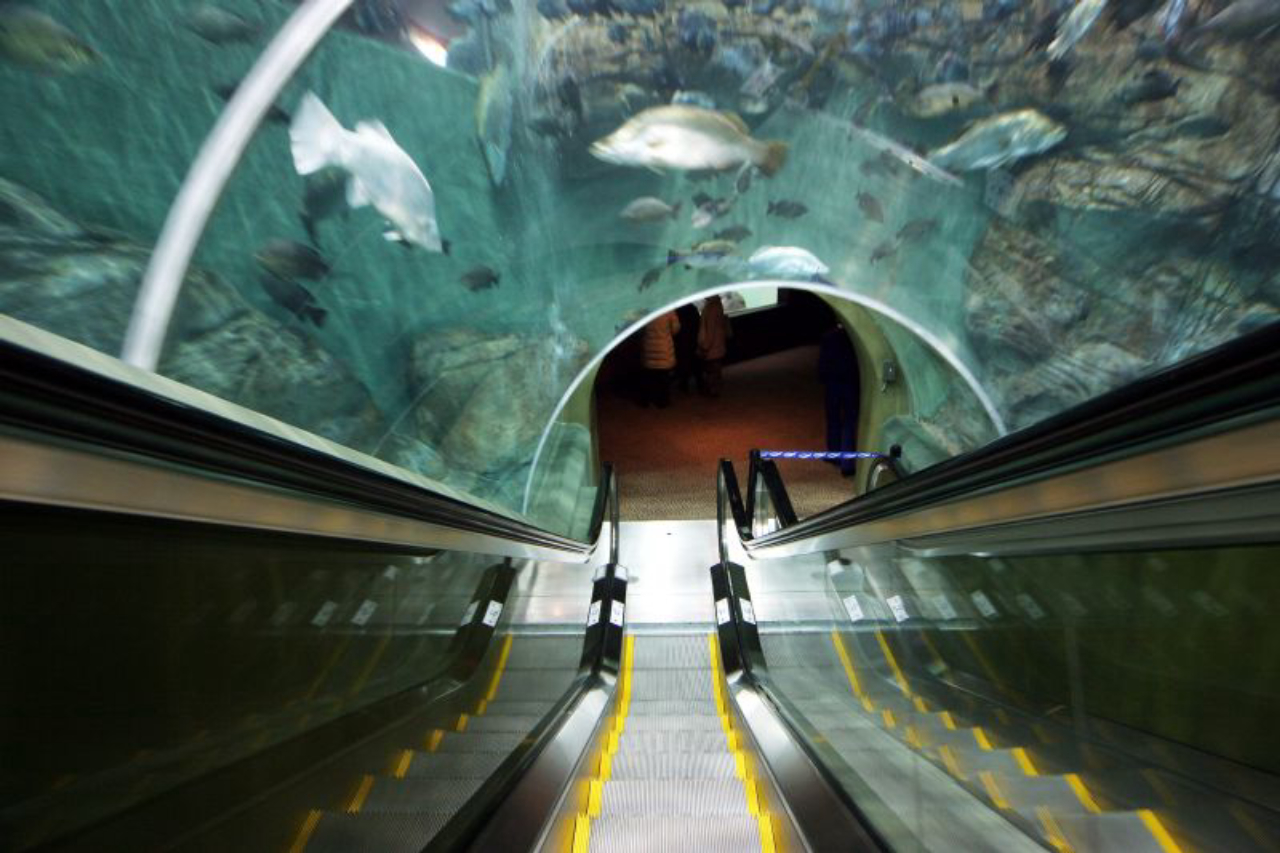 Aquário em Shangai tem escada rolante subaquática. Foto: Reprodução