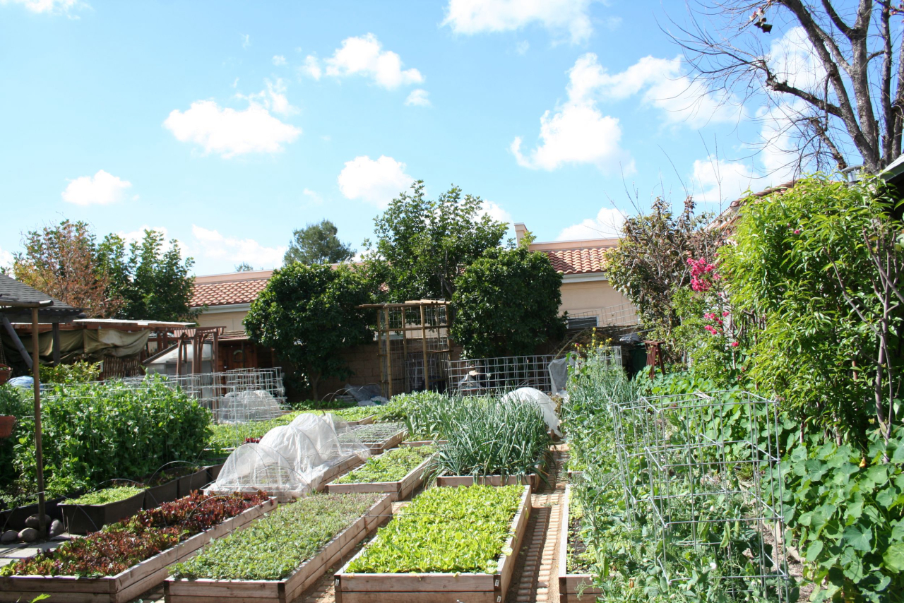 Casa da família  Dervaes em Los Angeles: jardim é um grande canteiro para o cultivo de vegetais.<br>Foto: The Urban Homesteaders / Divulgação 