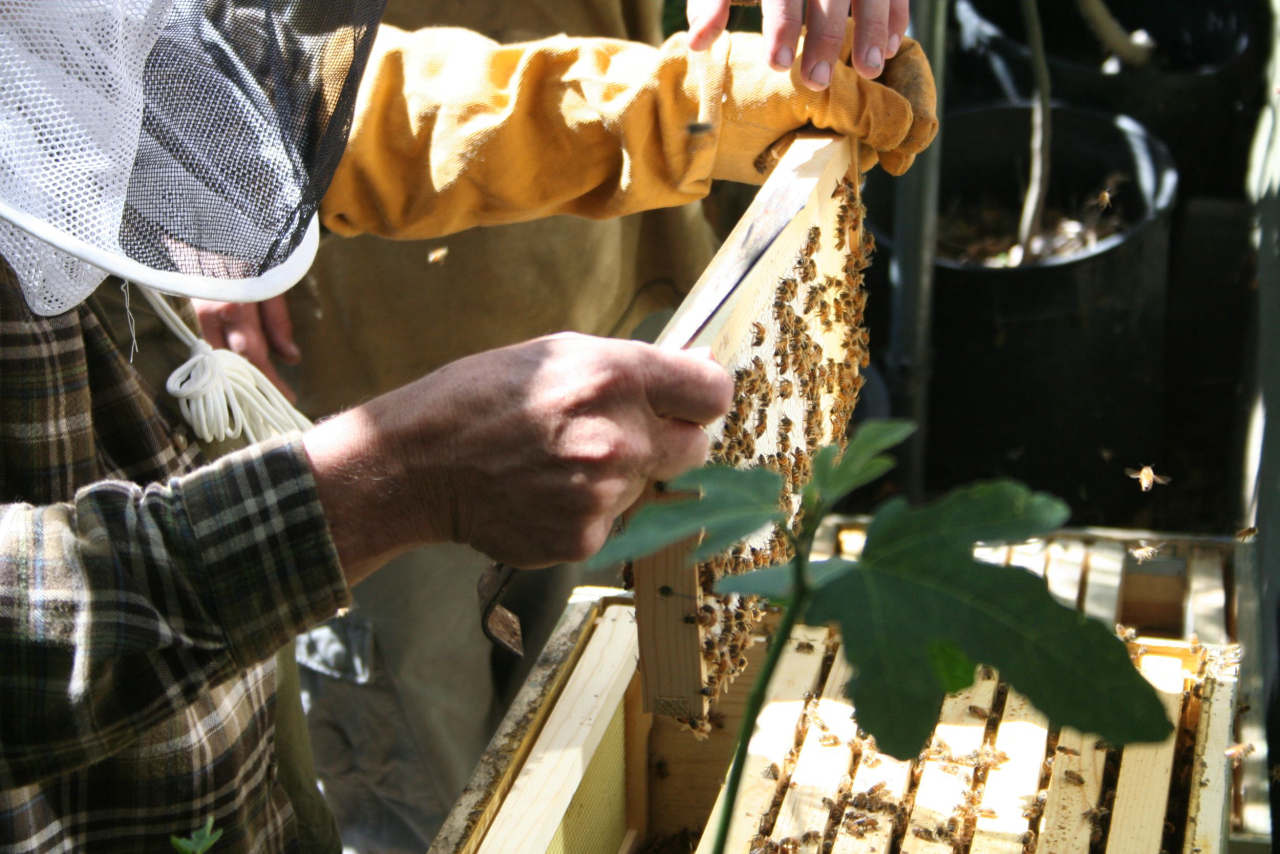 Além dos vegetais e frutas, há produção de mel.<br>Foto: The Urban Homesteaders / Divulgação 