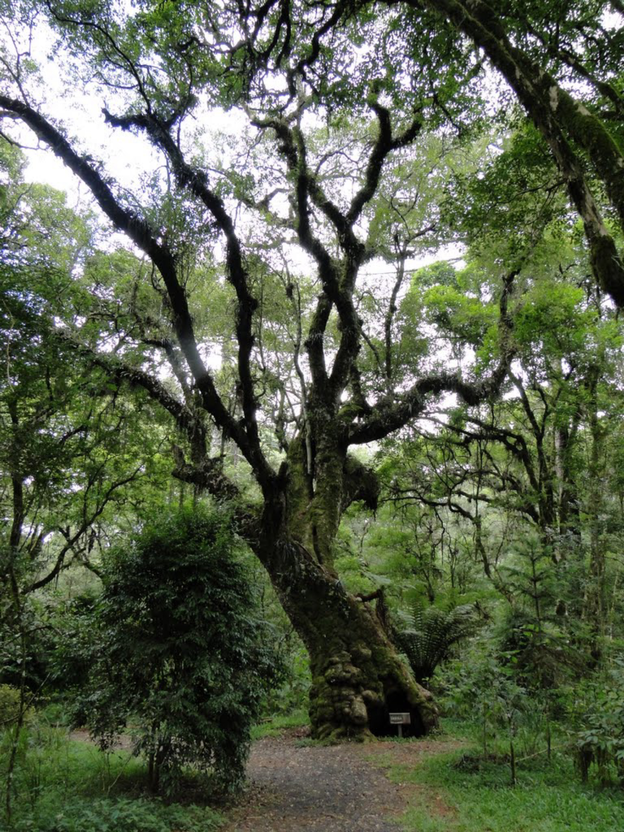 Árvore de imbuia no Parque das Araucárias em Guarapuava (PR). Foto: reprodução/Mapio