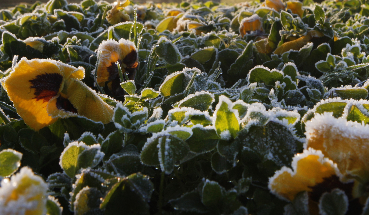Plantas não resistentes ao frio costumam sofrer com as geadas durante o inverno. Fotos: Aniele Nascimento/Gazeta do Povo