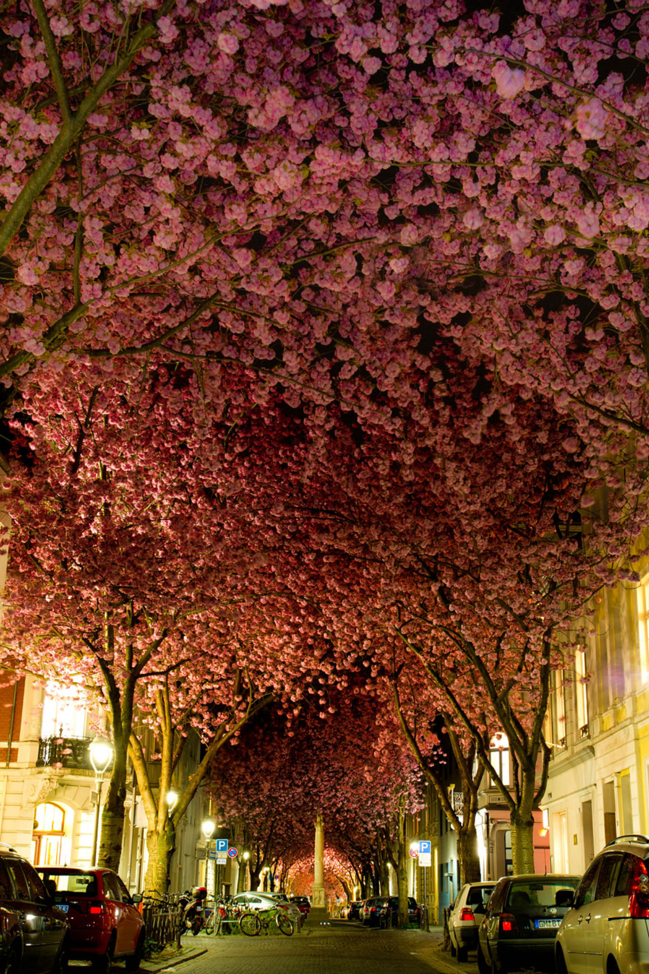 Cerejeiras: essas ficam na Alemanha, na cidade de Bonn, e costuma florescer em abril.<br>