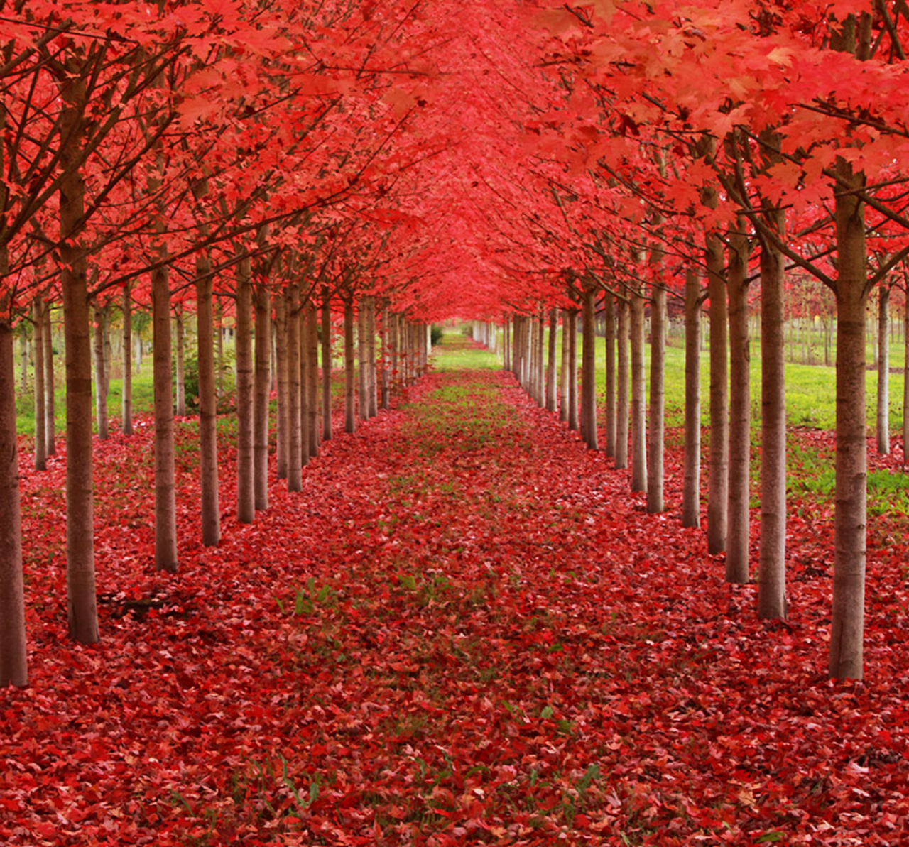 Árvores bordô: a espécie de cor exótica fica em uma floresta no Oregon.<br>