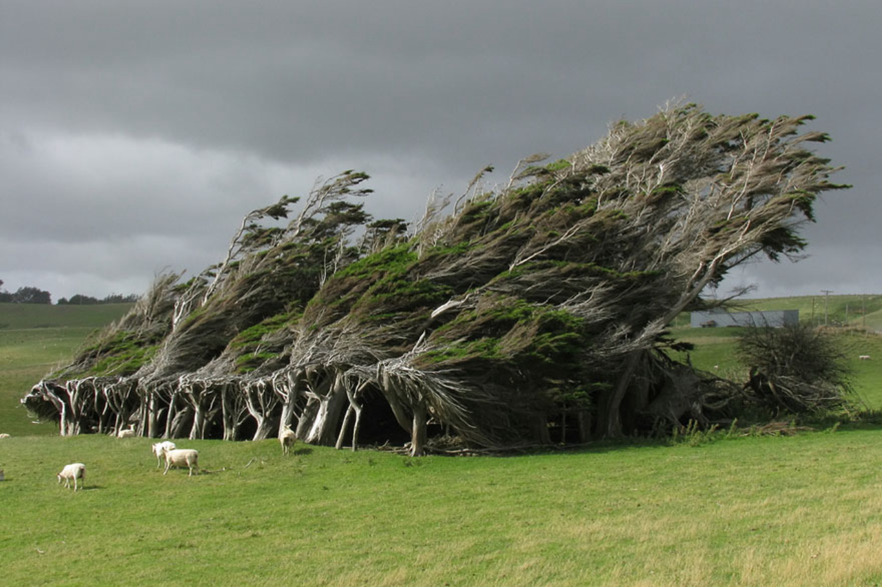 Varridas: por causa dos ventos fortes da região sul da Nova Zelândia, essas árvores crescem nesse formato exótico. 