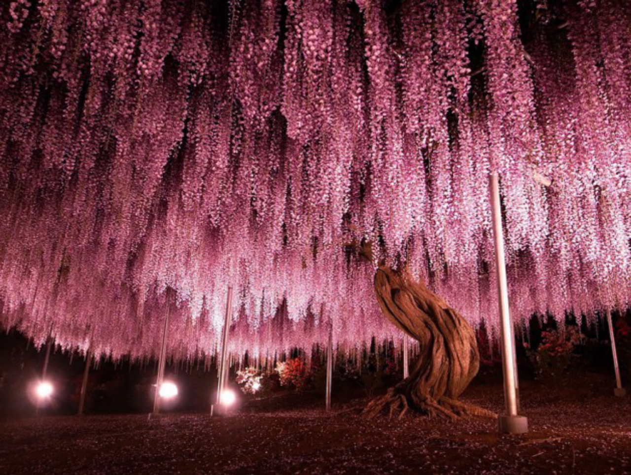 Wisteria: também conhecida como Glicínia, essa árvore é a maior do Japão. Ela ocupa um espaço de quase 1.990 m², metade de um campo de futebol oficial. 