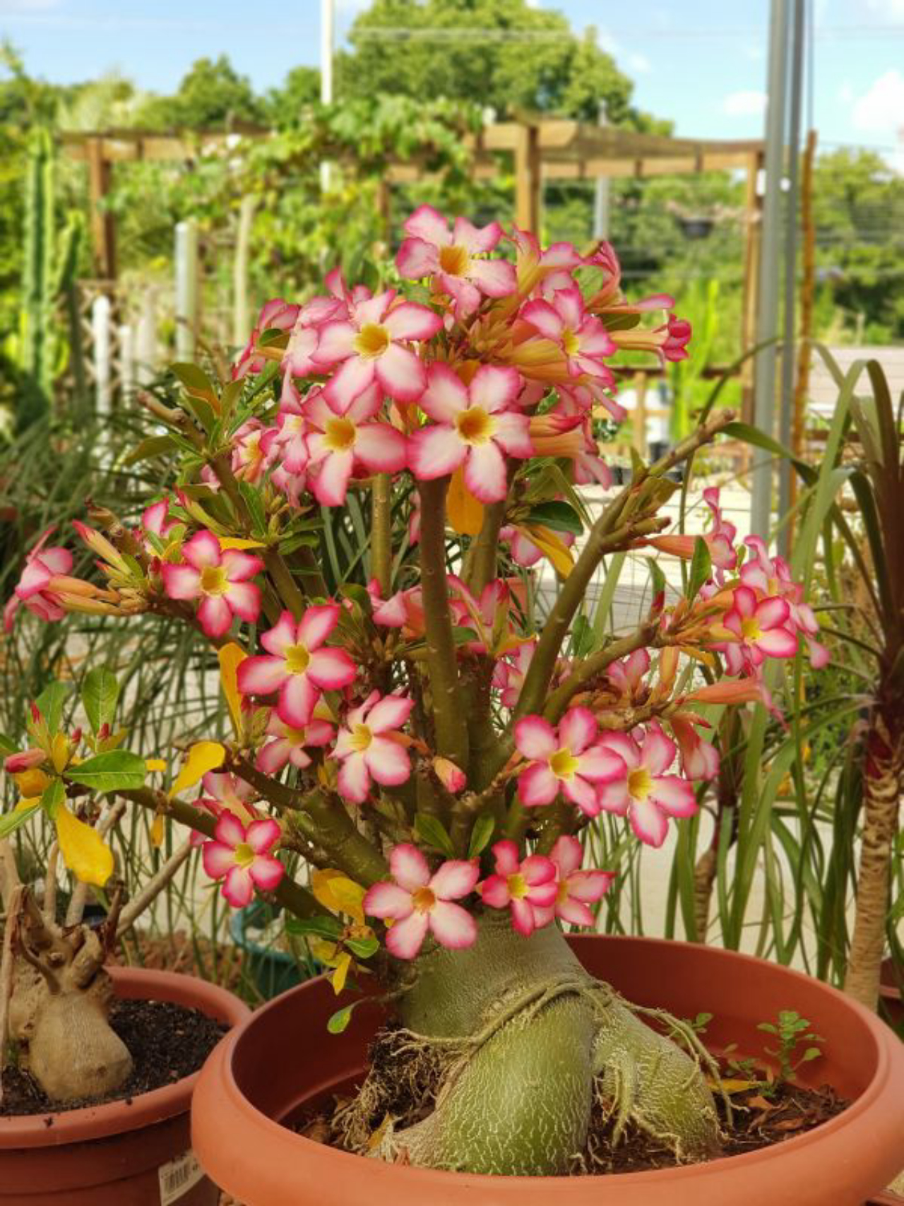 Rosa-do-deserto: como cuidar e cultivar a planta em casa, Paisagismo