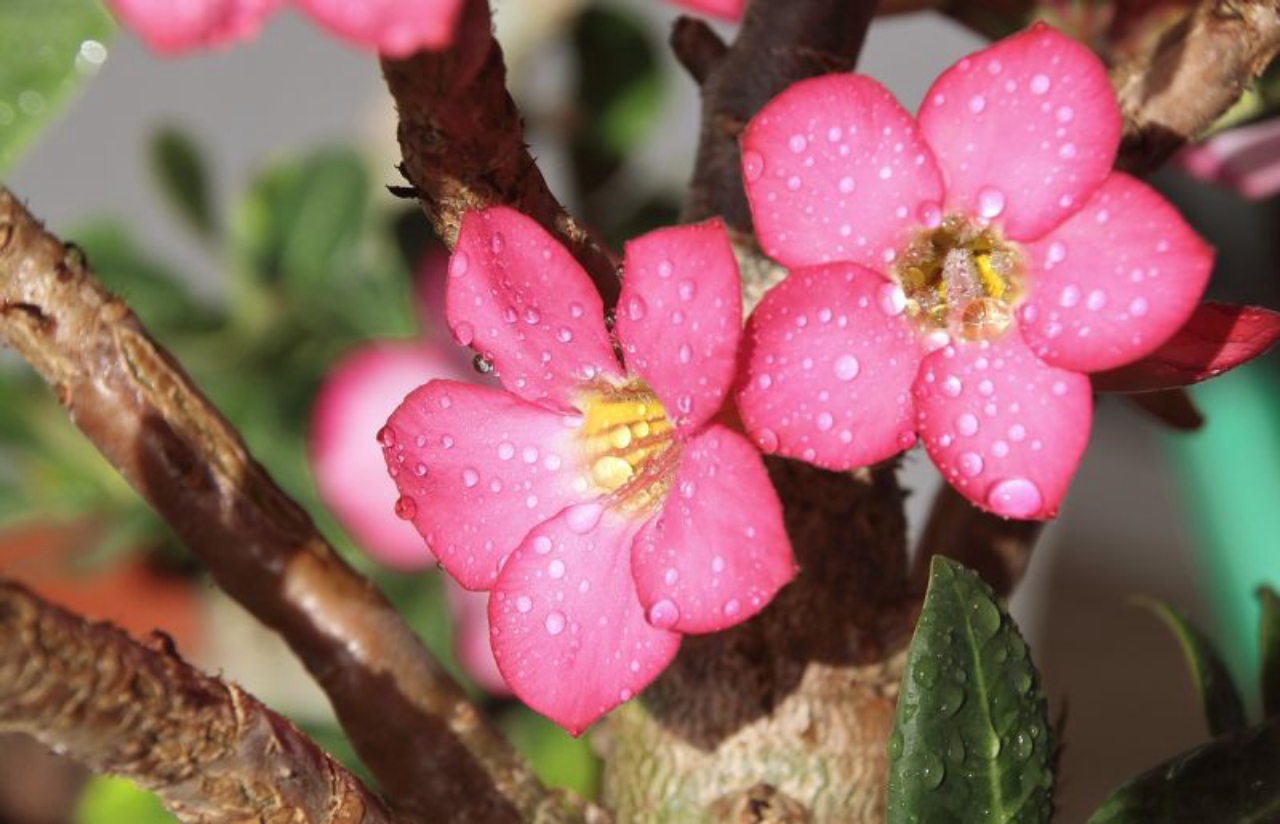 Rosa-do-deserto: como cuidar e cultivar a planta em casa