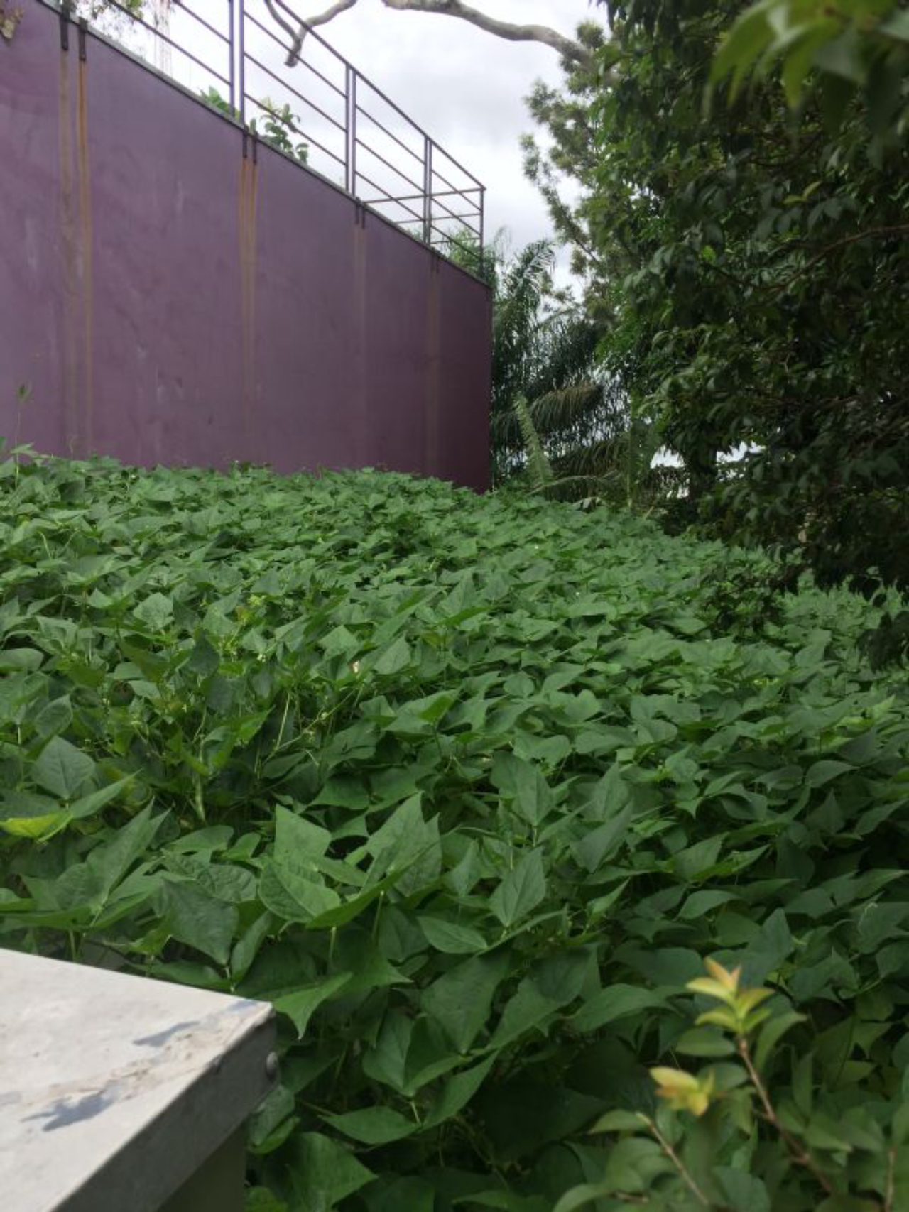 Safra de feijão cultivada na telha hidropônica na sede do Instituto em Itu. Foto: Divulgação