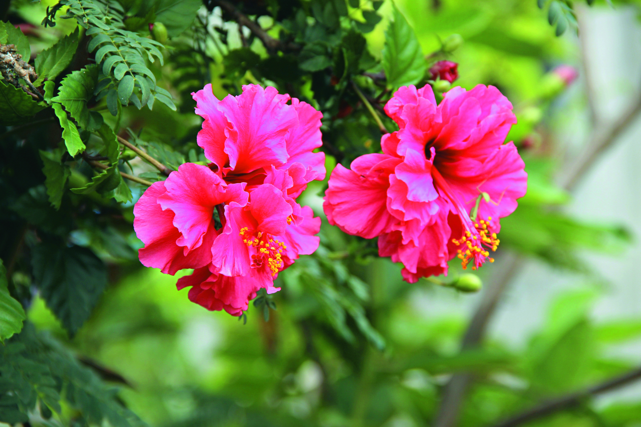 O hibisco é uma das<br>espécies da Mata<br>Atlântica que se<br>adapta bem a jardins. 