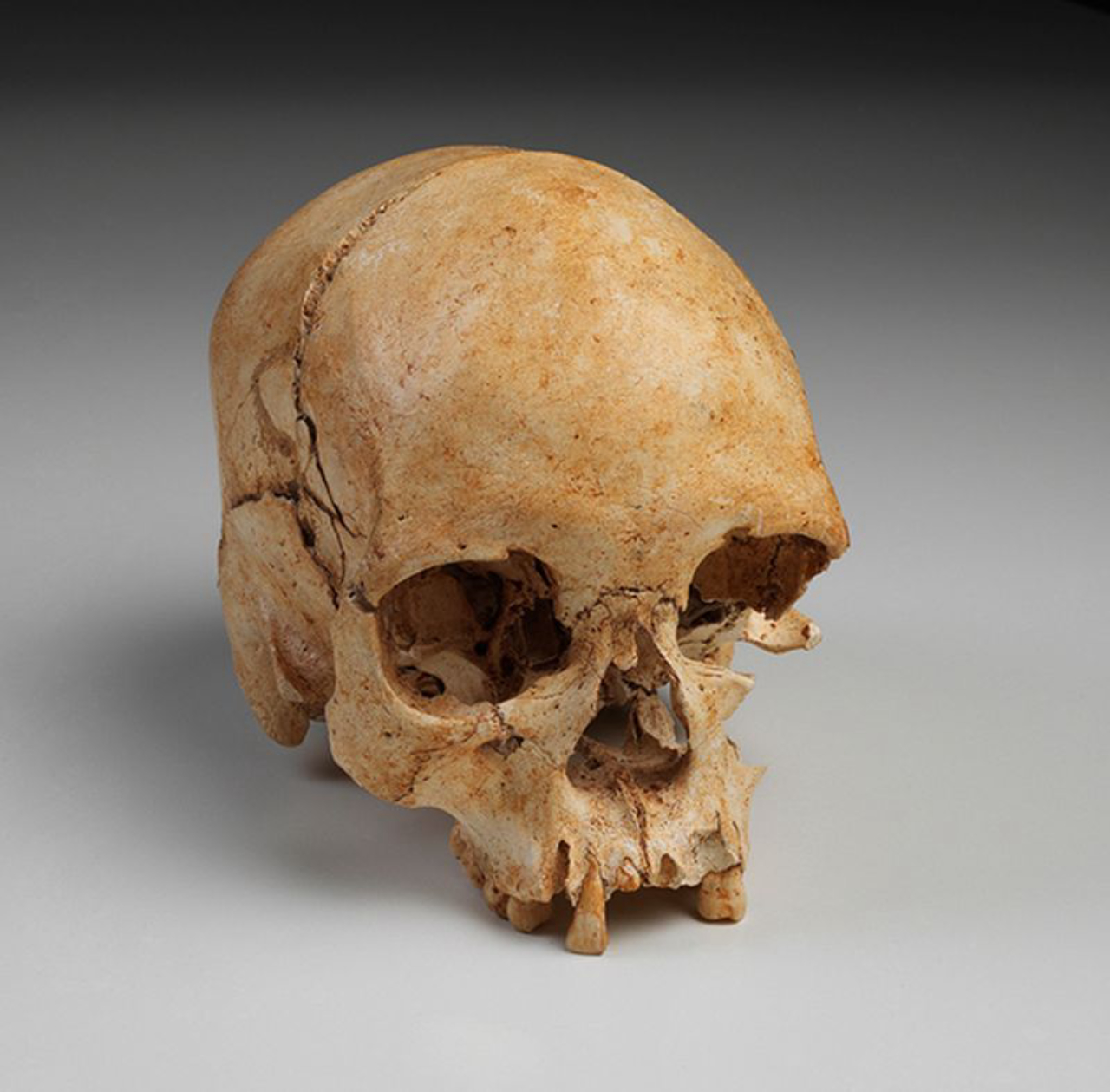 Esqueleto mais antigo descoberto nas Américas, popularmente conhecido como Luzia e uma das peças perdidas durante o incêndio. Foto: Museu Nacional
