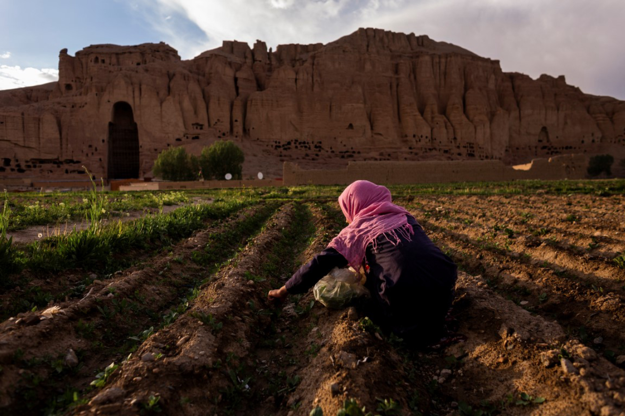 A girl picks weeds used for cooking from a potato field near the Buddha complex in Bamiyan, Afghanistan, May 20, 2019. Since the Taliban destroyed the two giant statues in March 2001, the degradation has continued, as Afghanistan and the international community have spent 18 years debating what to do to protect or restore the site. (Jim Huylebroek/The New York Times)