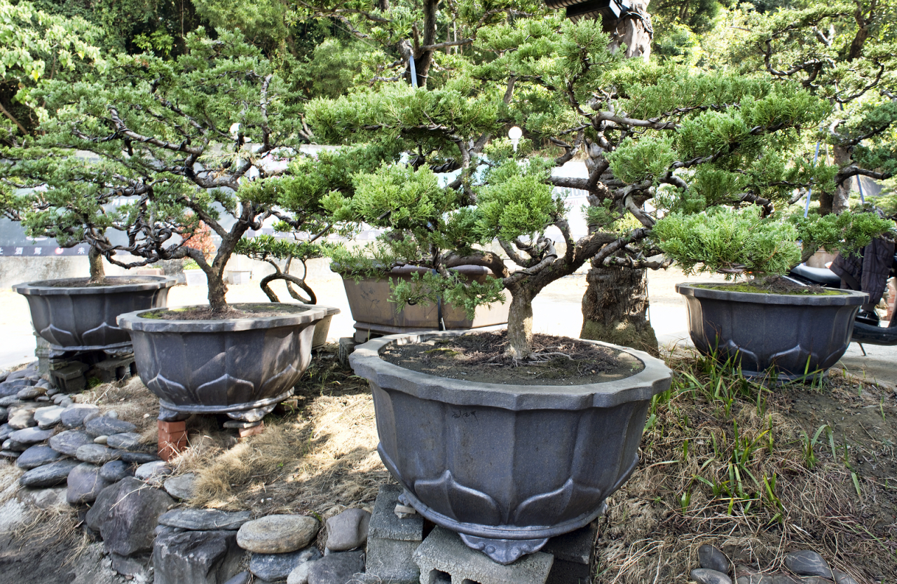 Asian bonsai trees in glazed garden pots.